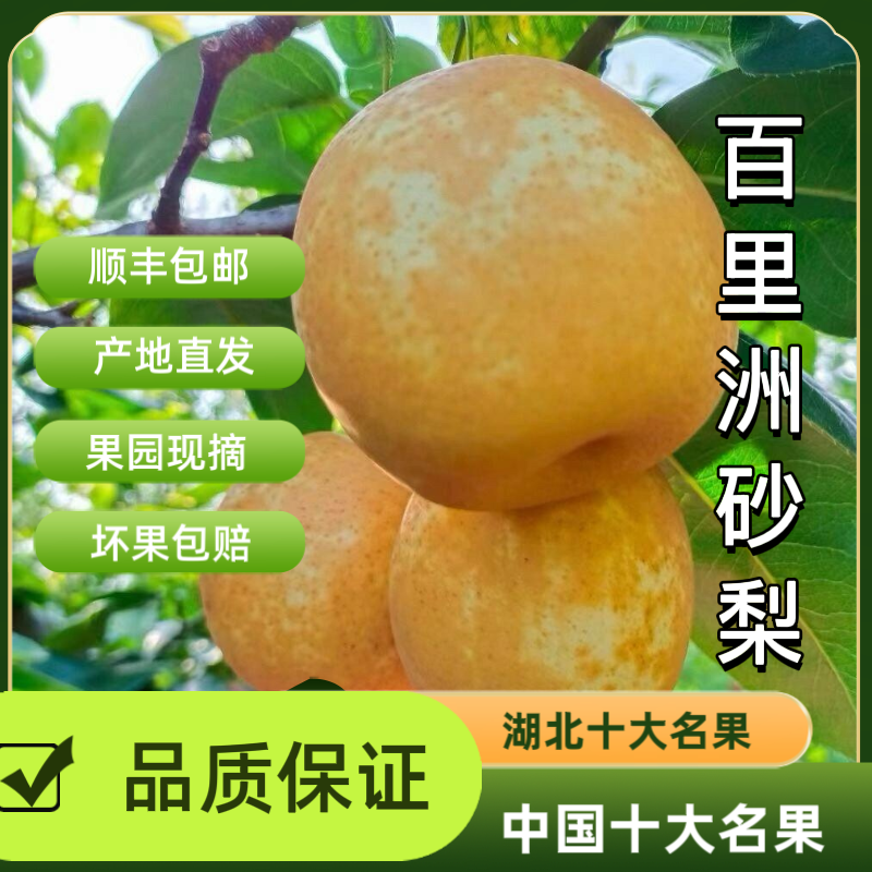 【春江书记助农】湖北枝江百里洲镇砂梨翠玉翠冠清脆香甜顺丰包邮