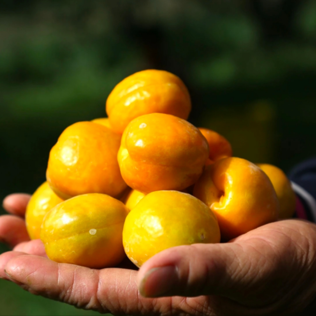 【李广杏】新鲜新疆托克逊李广杏约450-500g/1400-1500g