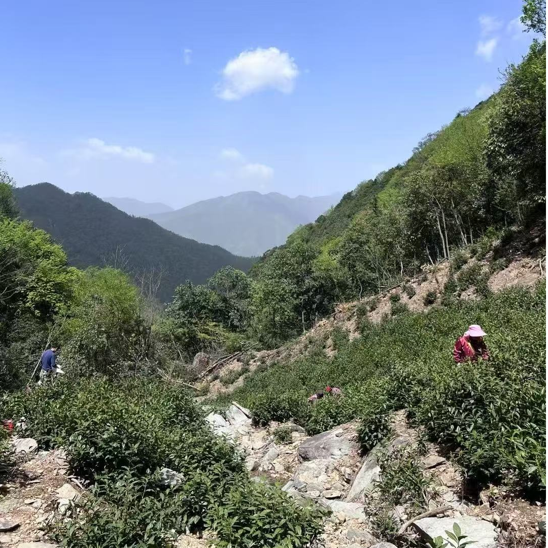 新茶【天湖景区封顶兰香】黄山景区全手工天湖山场群体种纯料毛峰