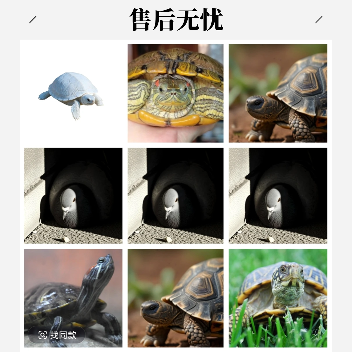 禹之星专属活体宠物  以直播间为准