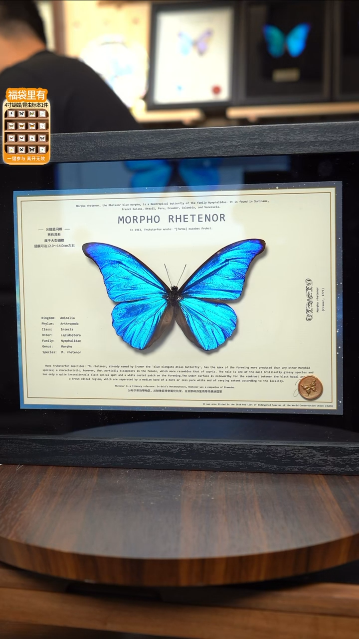 蝴蝶标本摆件竞拍尖翅蓝闪蝶130
