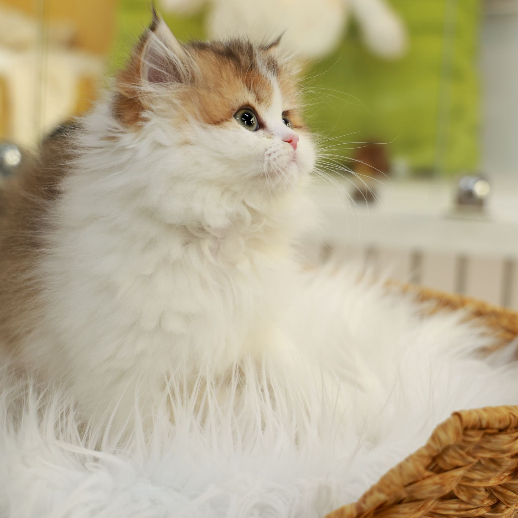 芒果——金加白妹妹宠物活体猫咪【一菲家】