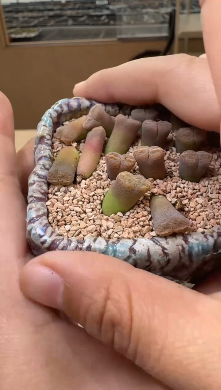 30-210多肉植物肉锥