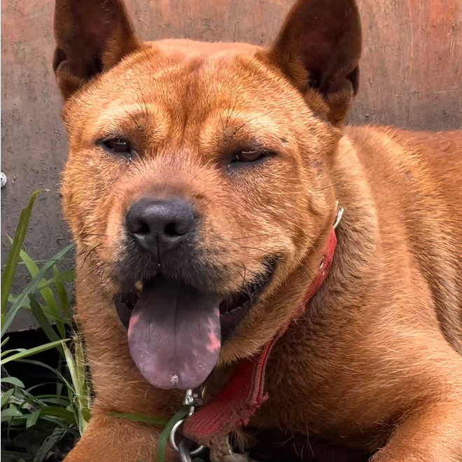 雷苗妹中华田园犬狗狗活体