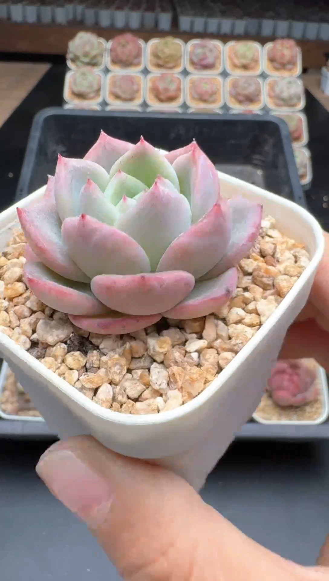 【闪购商品】658E号一物一拍多肉花卉植物3颗起发