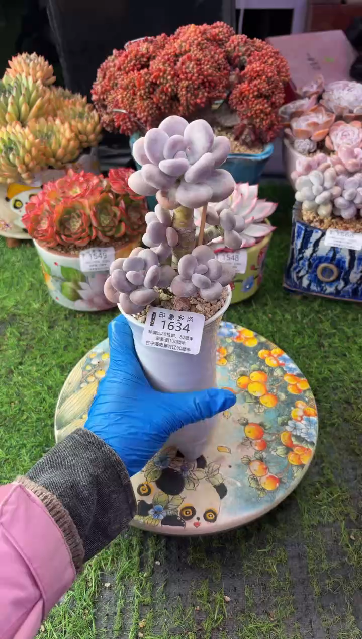 昆明印象多肉1634