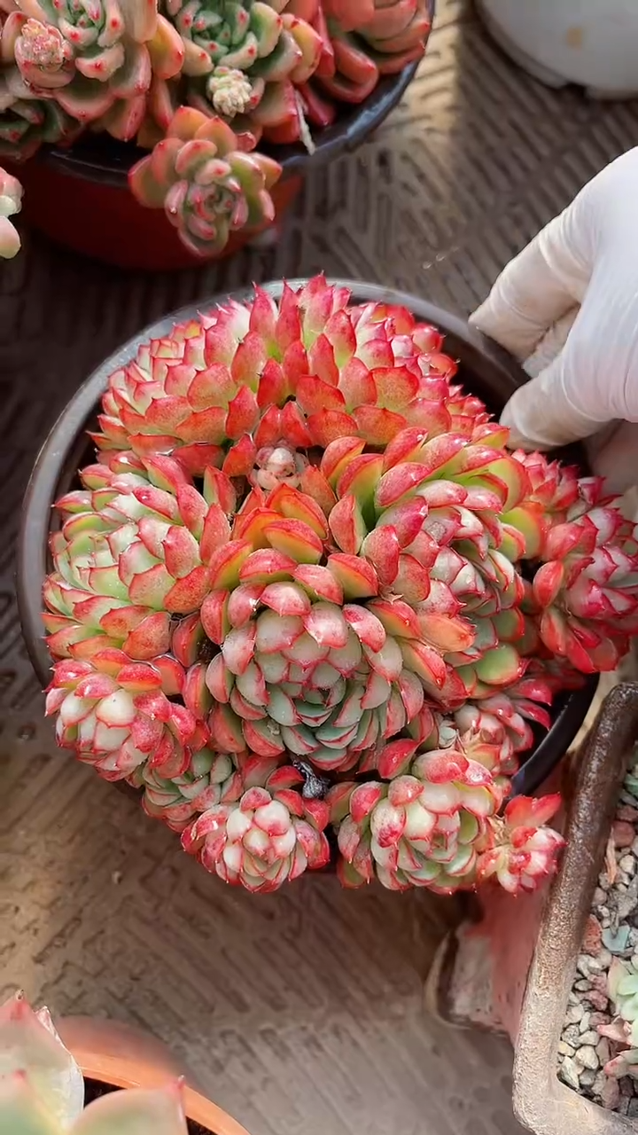 【闪购商品】17348