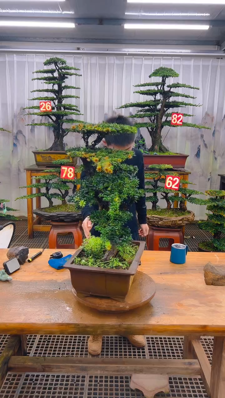 无花朵醒**早精品盆景直播间一物一拍