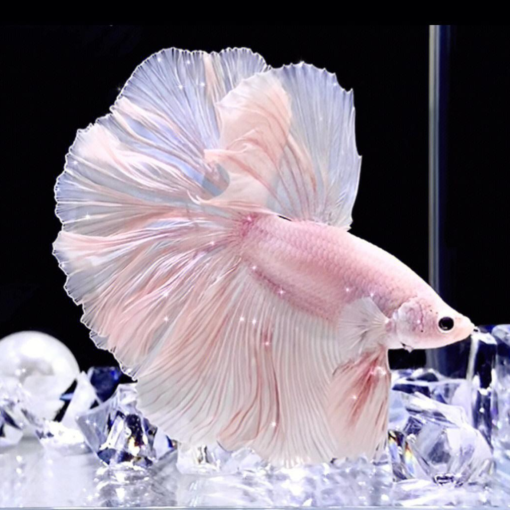 精品泰国斗鱼 1-90直播选号 小型热带观赏鱼 好活耐养