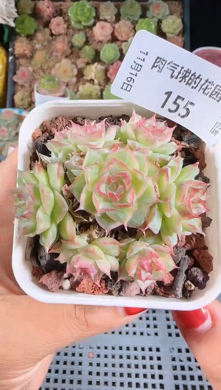 1116-155群生不包整