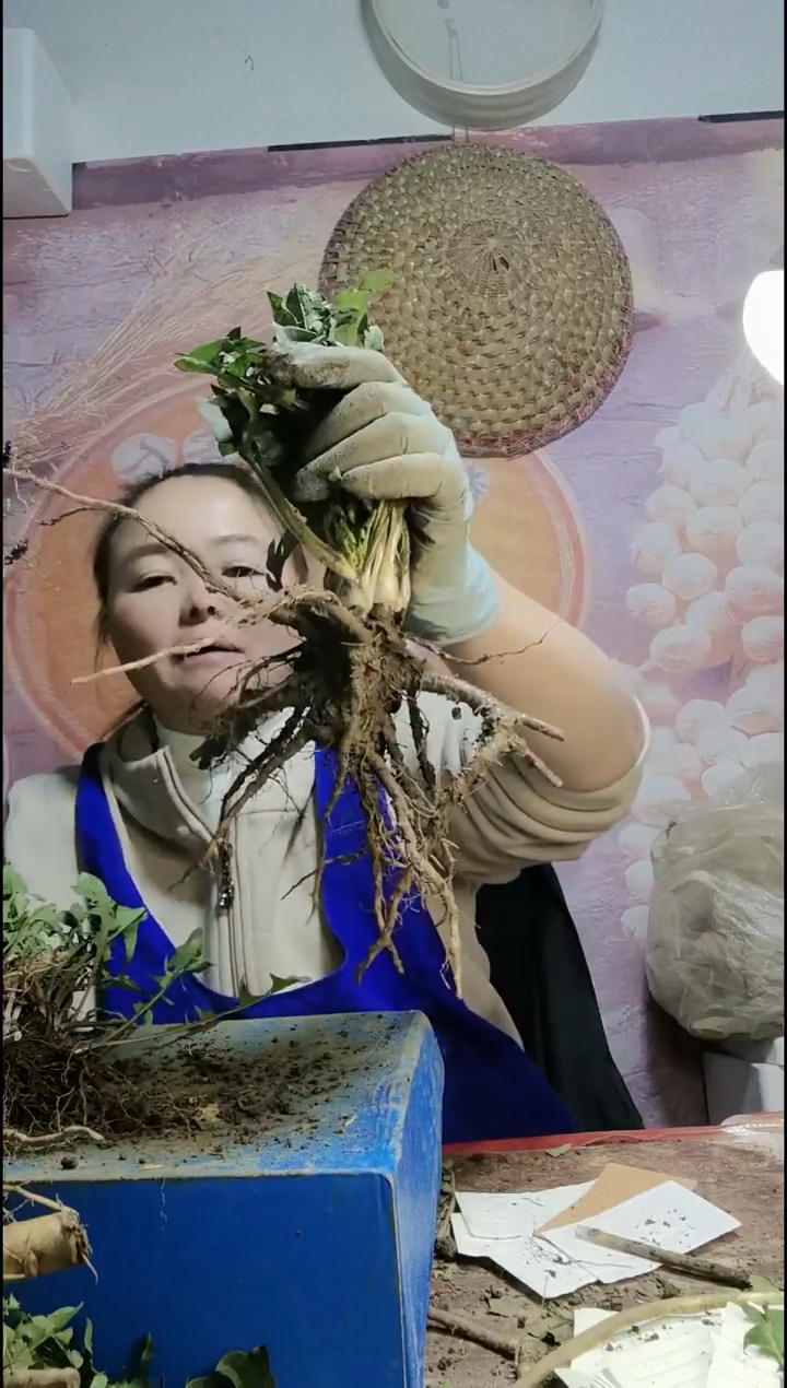 少量花朵（建议范围：2朵-5朵 或40%以下）高****祝蒲公英