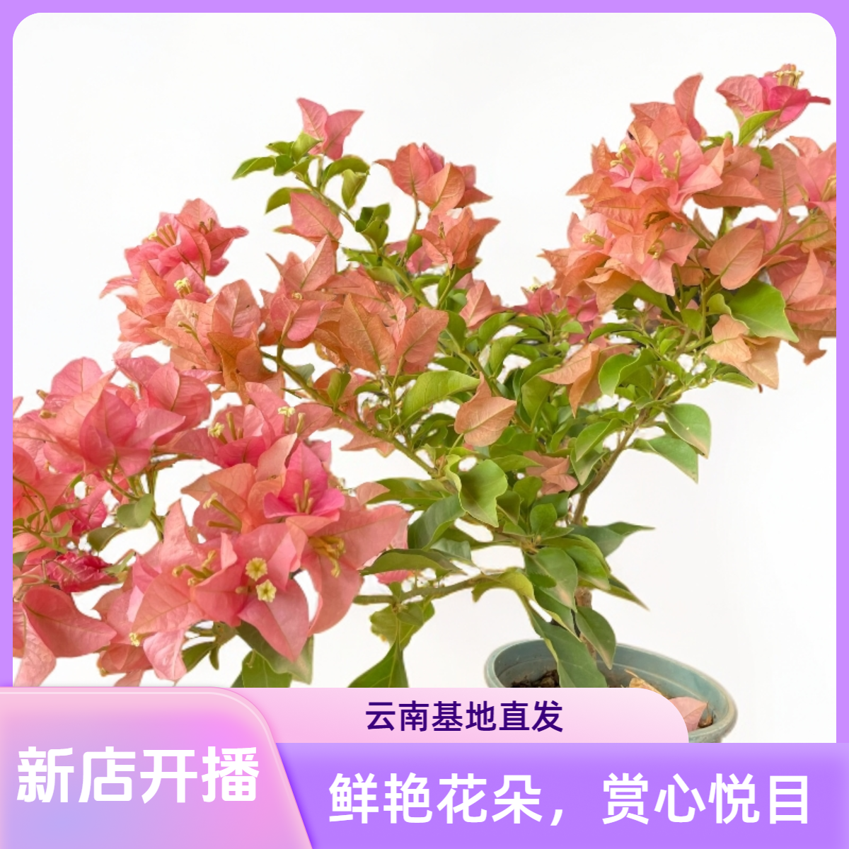 一物一拍（掉花掉叶乃至光杆是正常现象不影响植株存活，介意勿拍）
