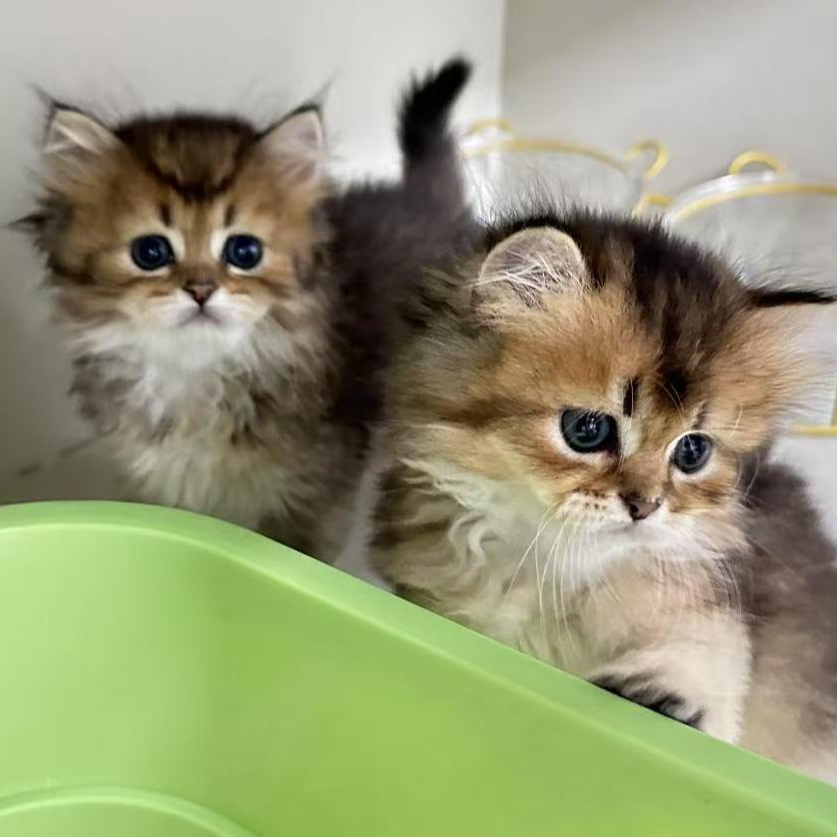 《熊咪萌宠猫舍》超可爱精品宠物猫~金渐层系列