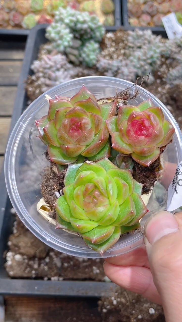 190珊瑚翡      量拍