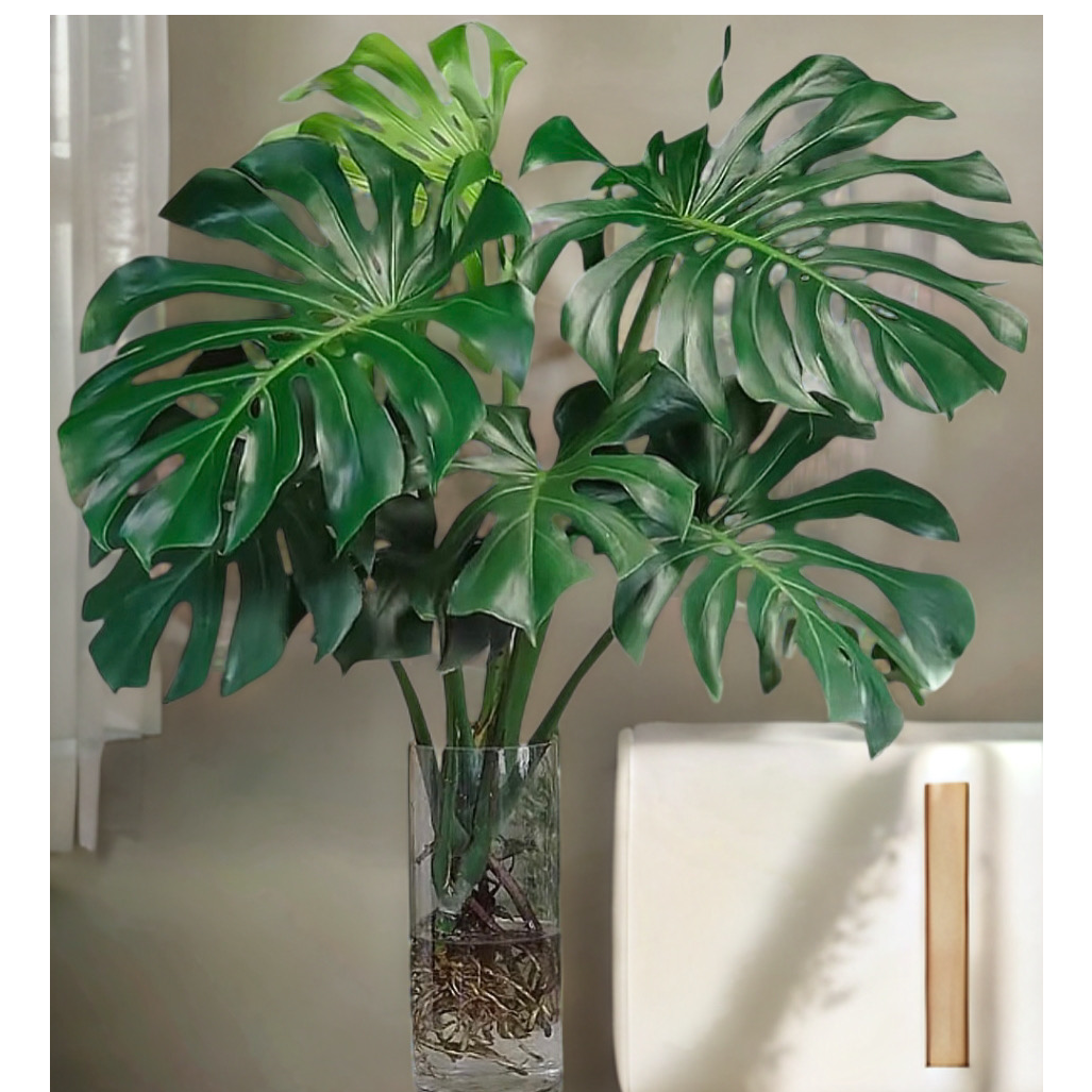 【不带瓶】龟背竹水培绿植100~110cm净化空气办公室客厅摆放好养