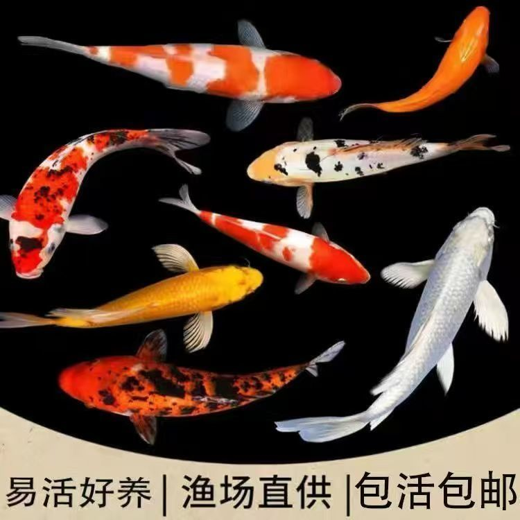 【蓝牌101-200】活体冷水观赏鱼锦鲤蝴蝶鲤渔场直发包邮