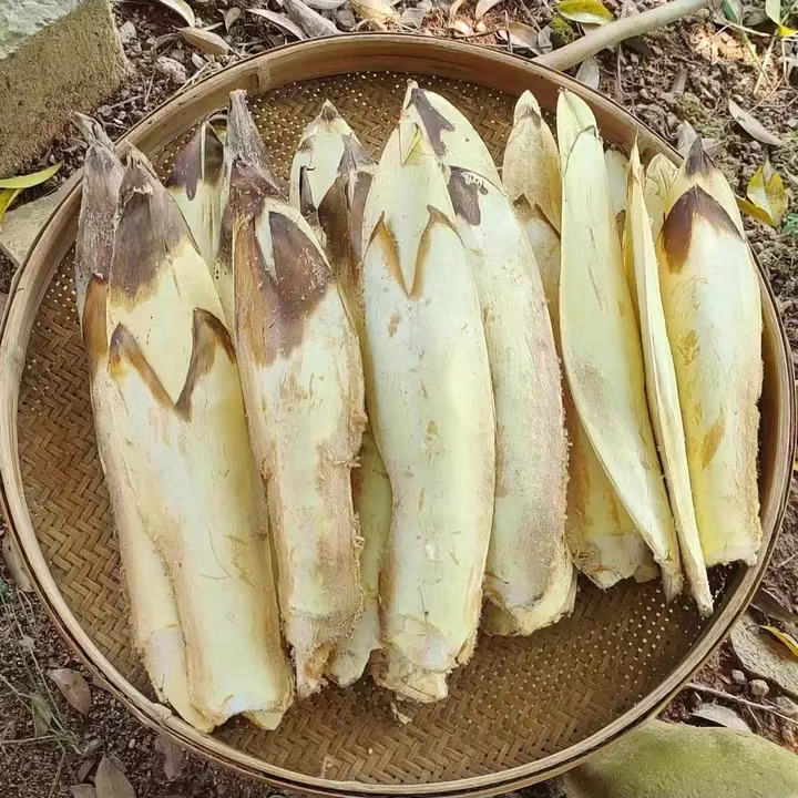 江西赣南于都特产新鲜棕包棕贝棕苞