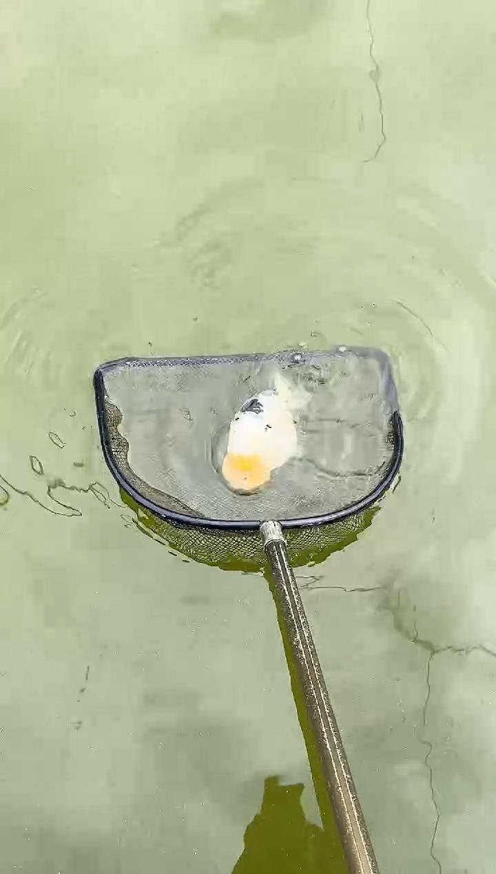 金鱼纤****厂水娃娃渔场兰寿观赏鱼 不包邮