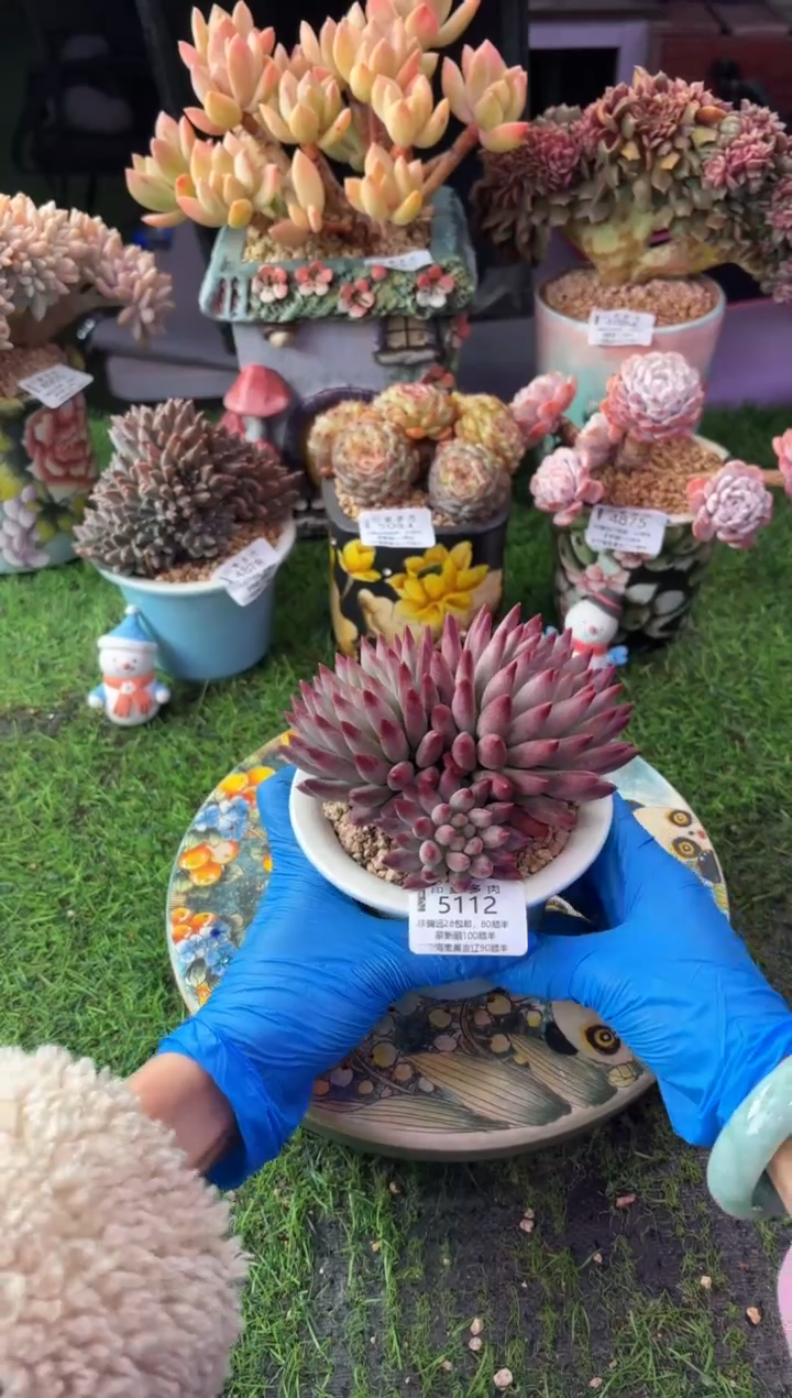 昆明印象多肉5112