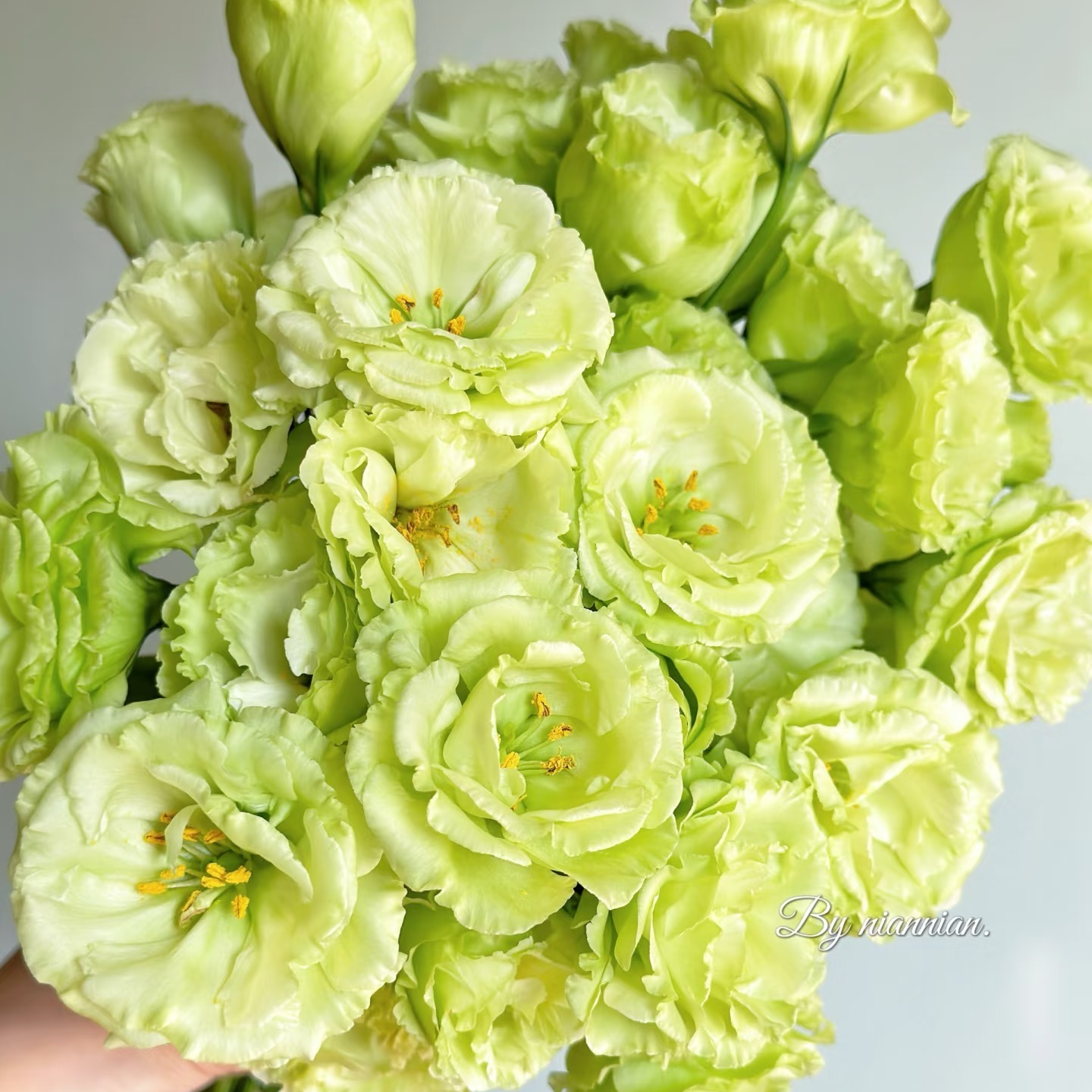 【花予专属】600g绿色洋桔梗    云南鲜切花