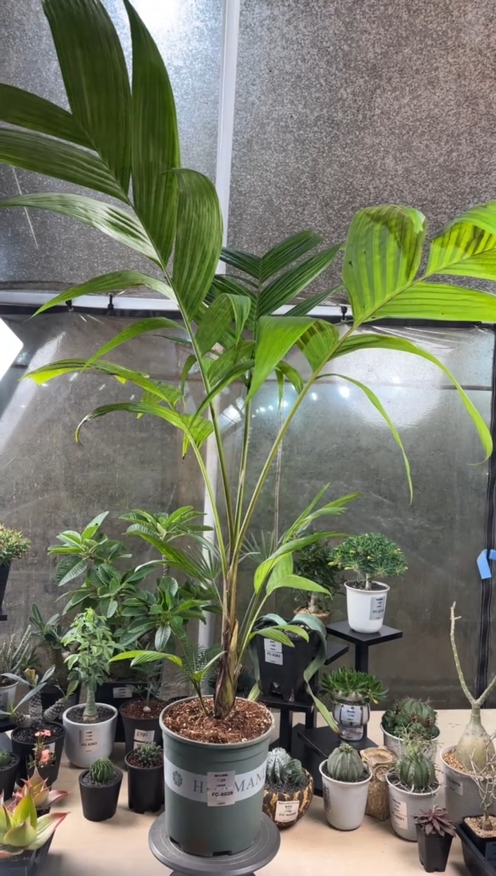 阔叶山槟榔FC-6028