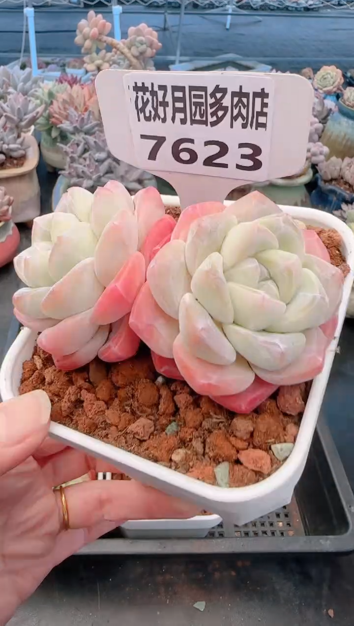 【闪购商品】7623冰玉