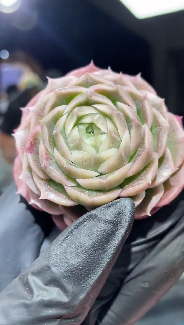 闪购462 冰山茶多肉一颗  5厘米