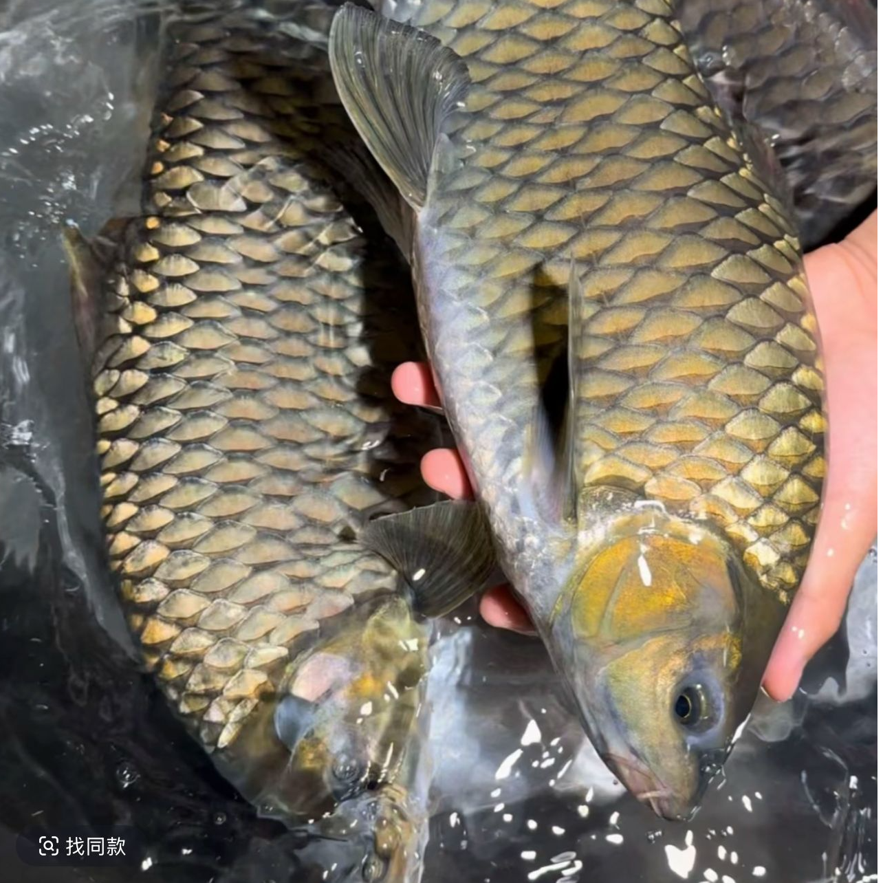 清波鱼 渔场直发 鲜活淡水鱼