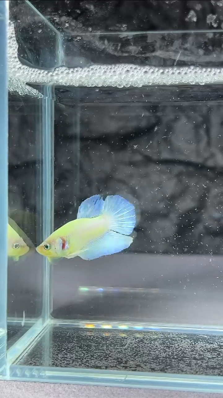 斗鱼竞拍链接057