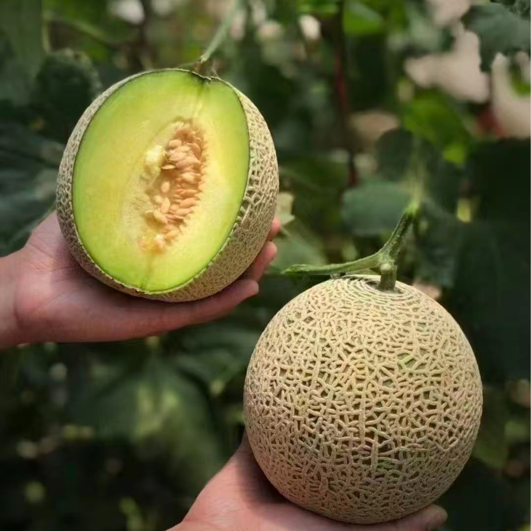 【网纹瓜】海南网纹瓜单颗净重3-4.5斤 顺丰包邮海南省
