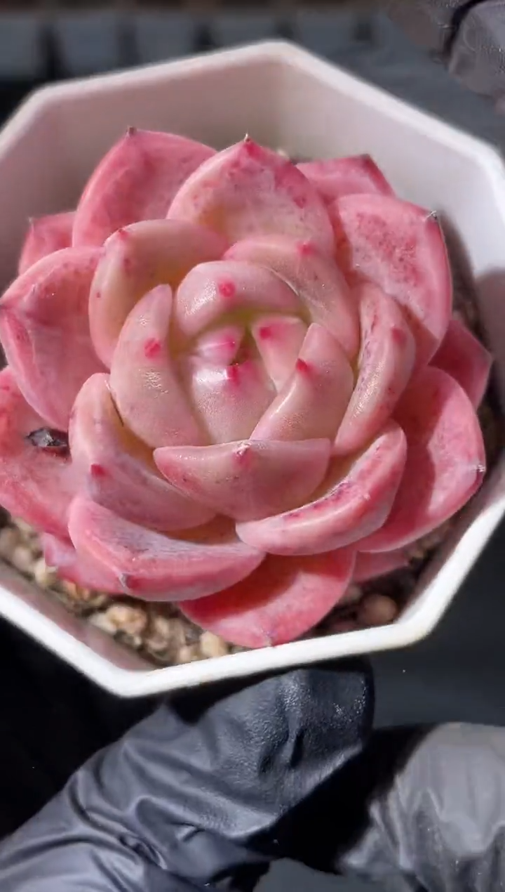 4-10 盖娅4-5厘米量拍发一颗