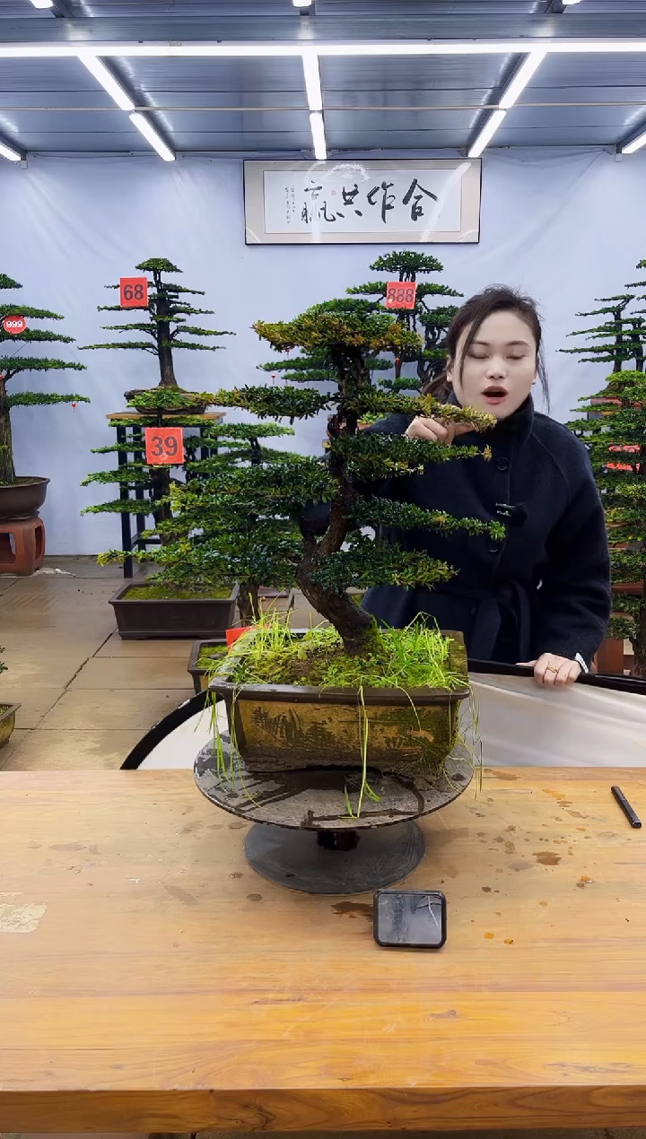 【闪购商品】高端盆景一物一拍，所见即所得