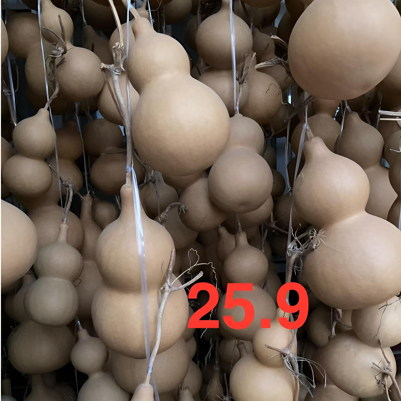 直播葫芦种植户物美价廉