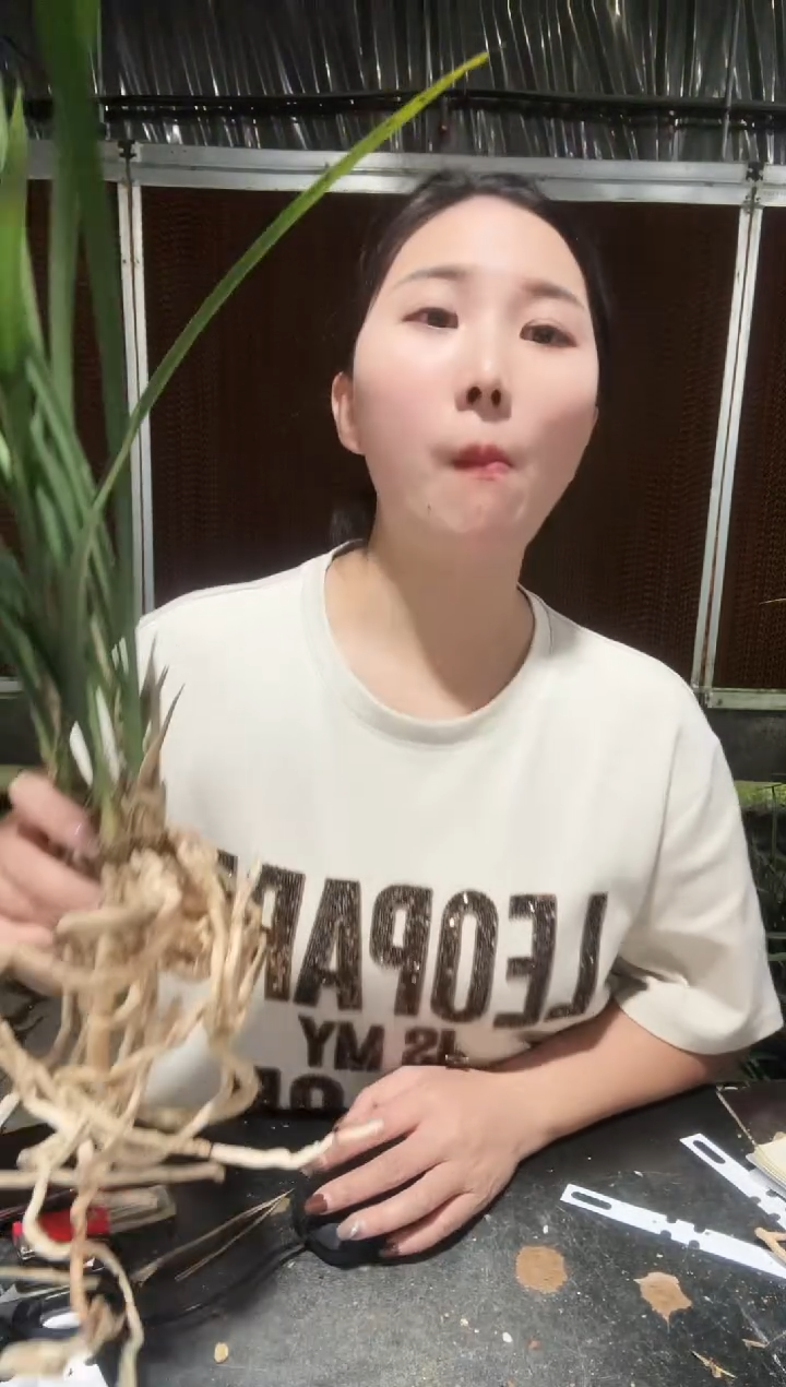 无花朵细叶寒兰带花苞