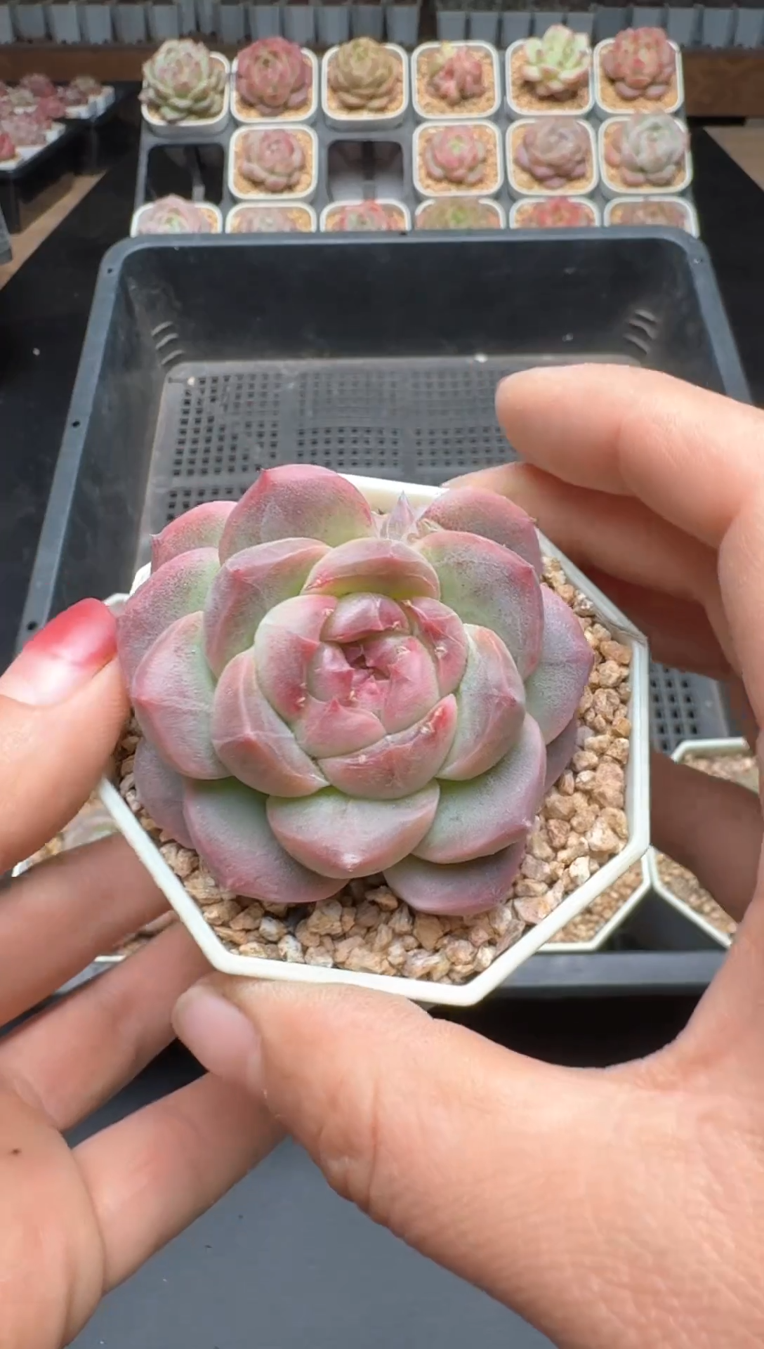 【闪购商品】232A号一物一拍多肉花卉植物拍3颗起发