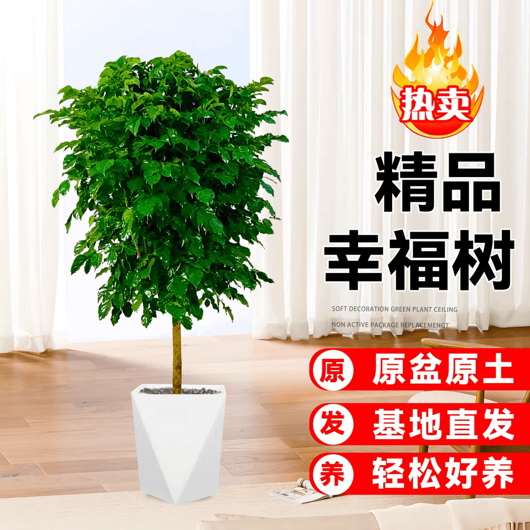 1 - 1.2cm独杆棒棒糖幸福树室内观叶绿植四季常青净化空气
