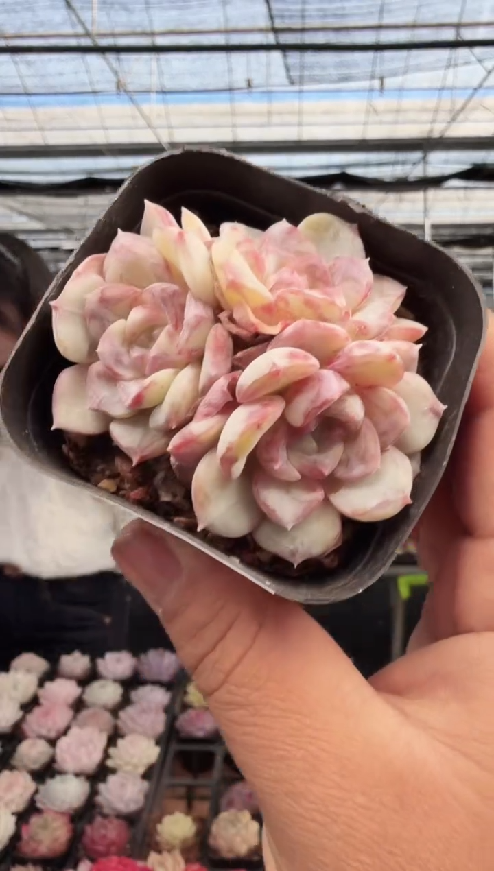 东云多肉园新款-272