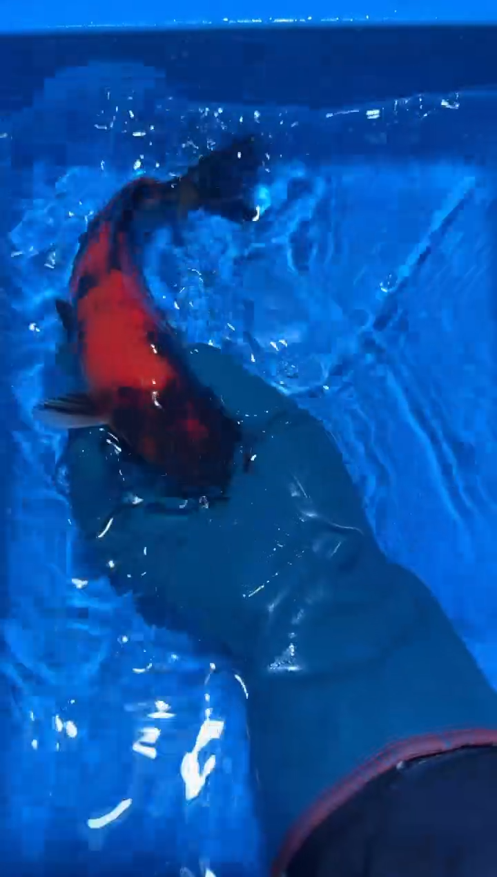 锦鲤点关注右下角竞拍链接出价