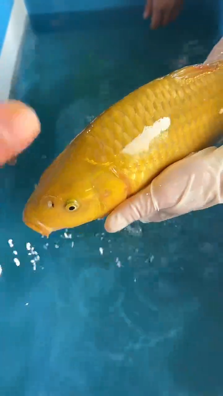 锦鲤太饱锦鲤36cm-45cm不包邮到付