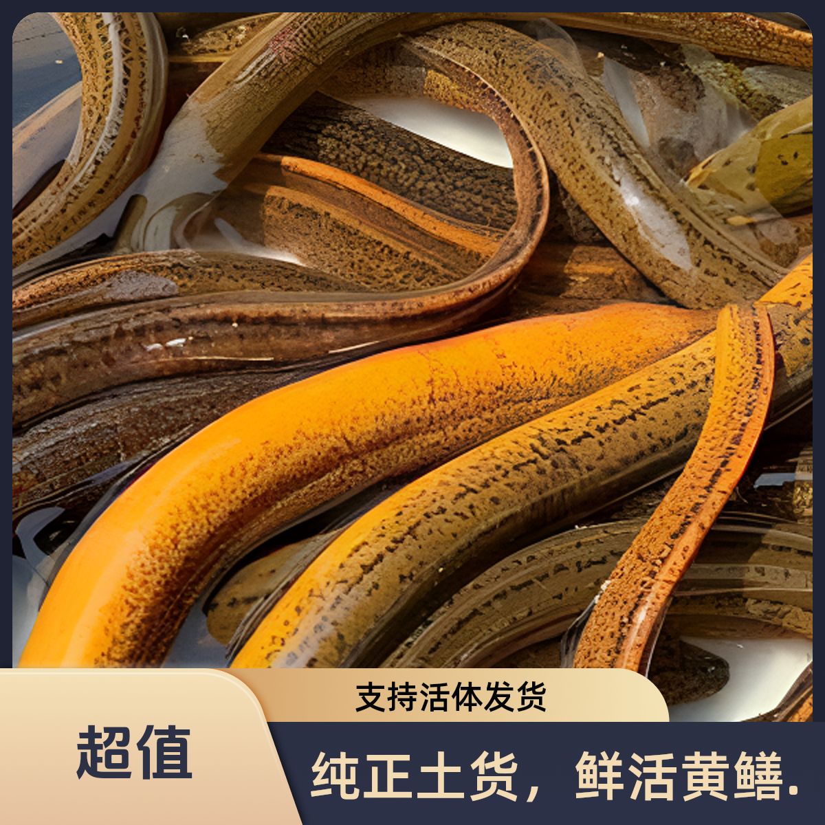 【现场称重】湖北洪湖监利野生黄鳝户外地笼抓捕纯正土货鲜活鳝鱼