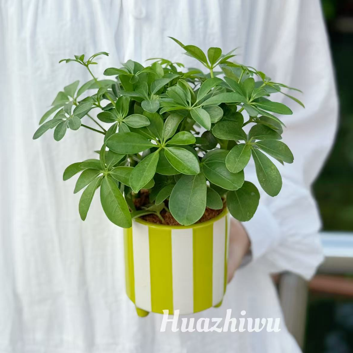 八方来财鸭脚木七叶莲绿植盆栽室内桌面净化空气好养护