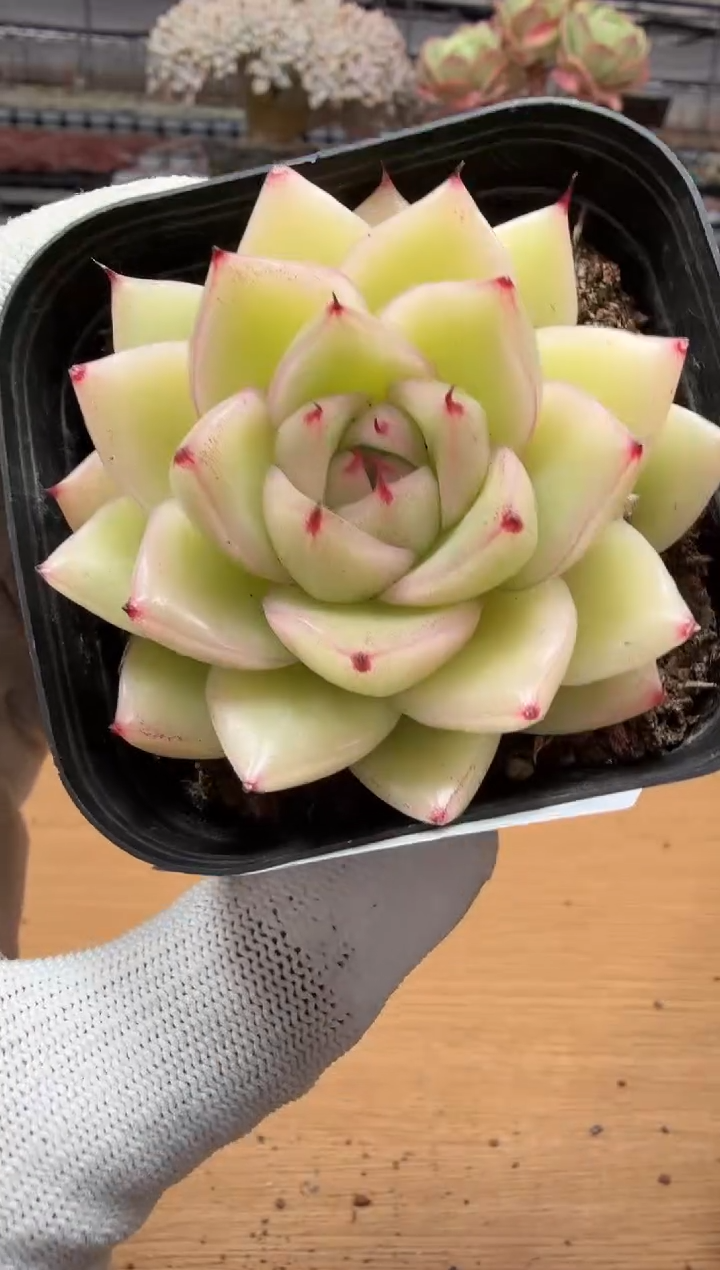 东云多肉园二店-107