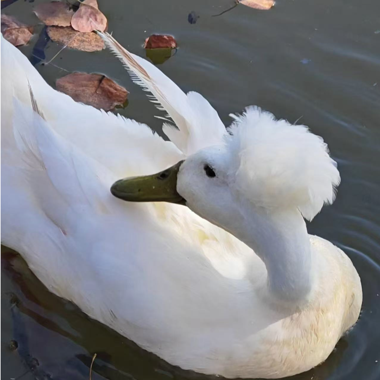 拍到手5只送3只包邮包路损