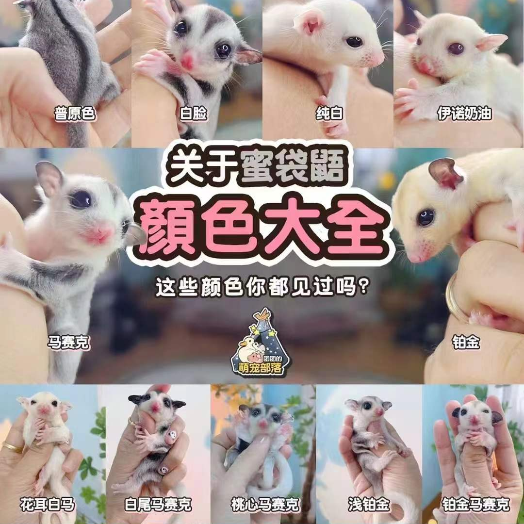 晴优萌玩家蜜网红小飞鼠亲人粘人认主活宠包邮