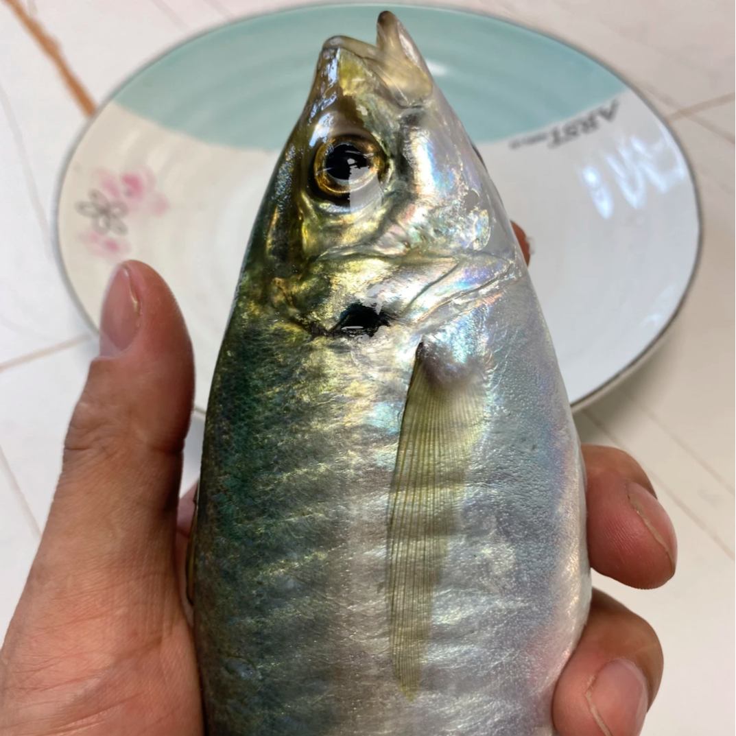 湛江野生巴浪鱼 一斤4-5条左右 抽真空速冻发货