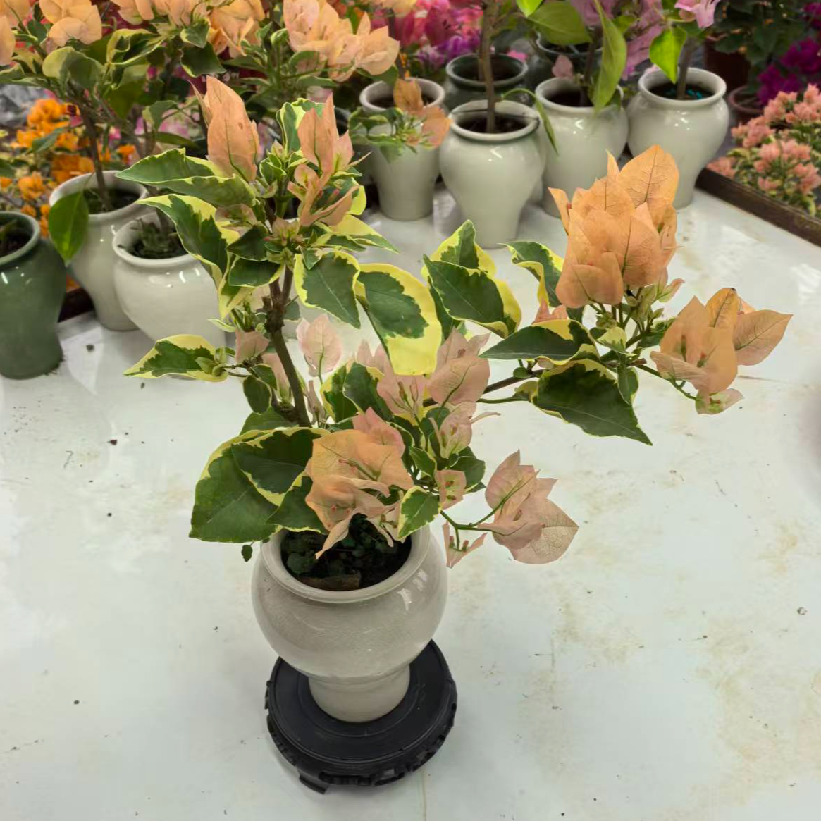 陶瓷盆三角梅桌面款盆栽