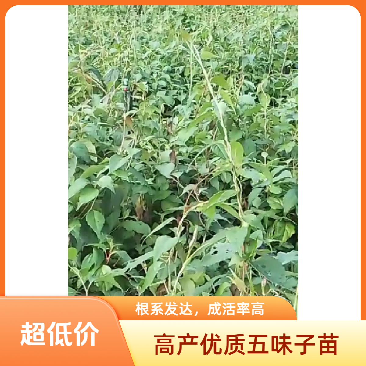 纯正南五味子优质水果嘉宝果五味子高产种苗涉台言论引争议