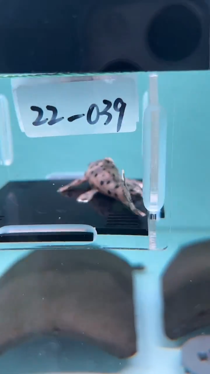 清道夫鱼?****?22-039 老鼠斑 1条尺寸7