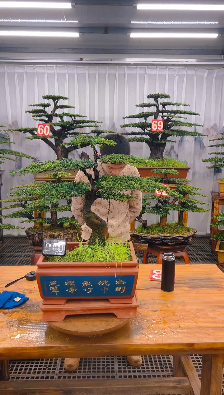 【闪购商品】紫砂精品盆景直播间一物一拍