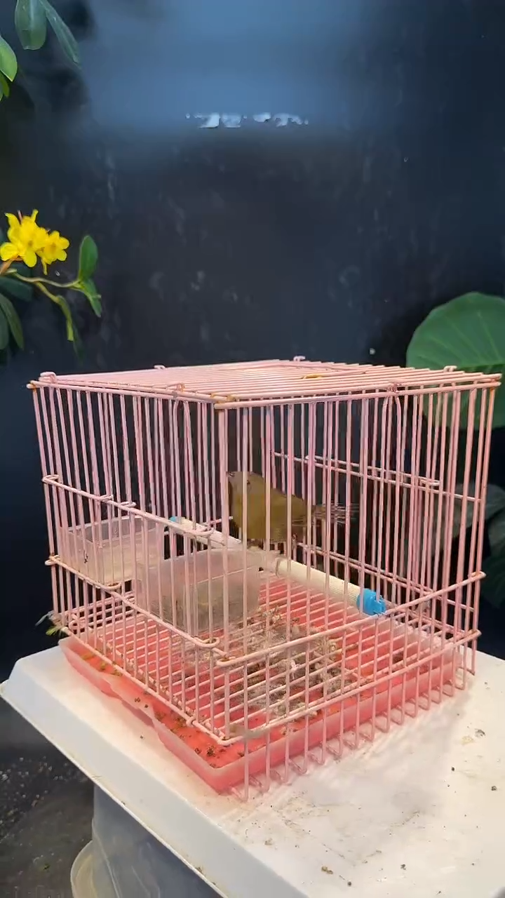 53号  白腹 养笼1元起拍